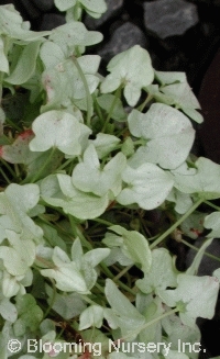 Rumex scutatus 'Silver Shield'